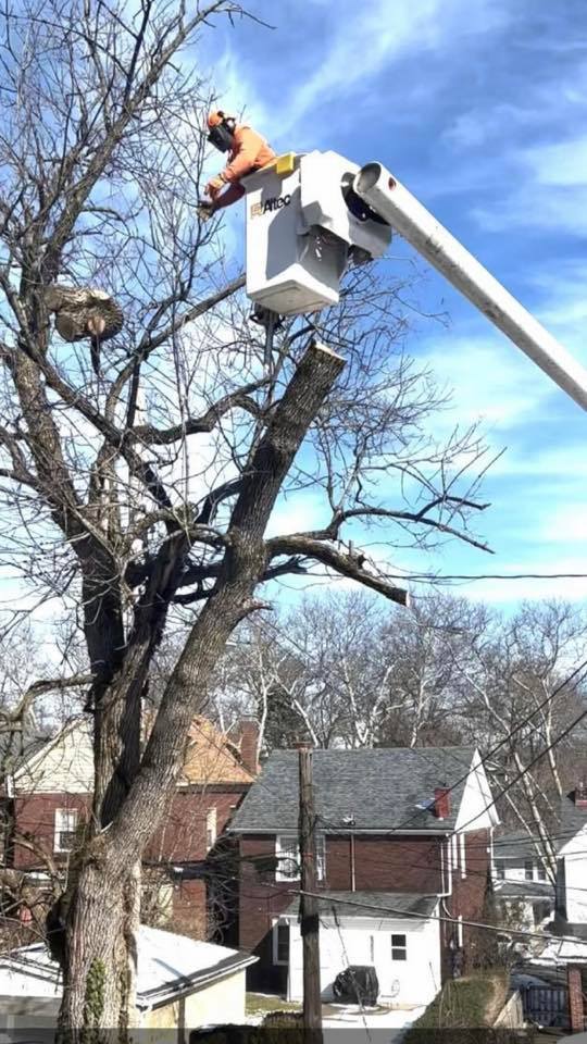 SHS Trees bucket truck removing a tree in a residential neighborhood